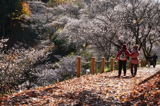 桜山公園でノルディックウォーキング&みかん狩りバスツアー