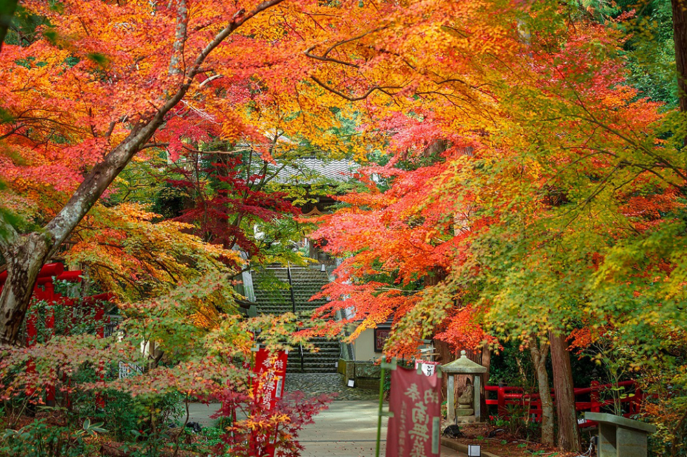 [全国旅行支援対象] 遠江國一宮 小國神社&事任八幡宮と医王山油山寺参拝バスツアーのおすすめポイント