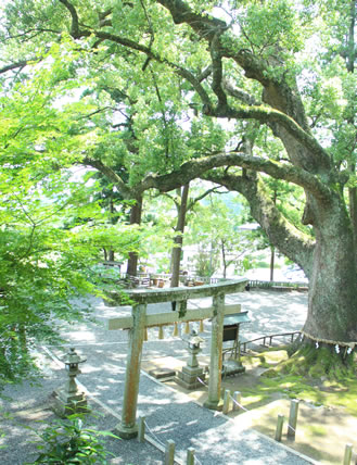 遠江國一宮 小國神社&事任八幡宮と医王山油山寺参拝バスツアーのおすすめポイント