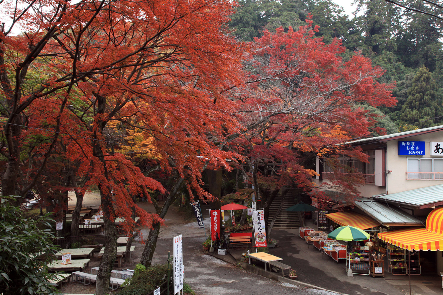 ナイトフラワーガーデンと大平山神社と雨引観音バスツアーのおすすめポイント詳細