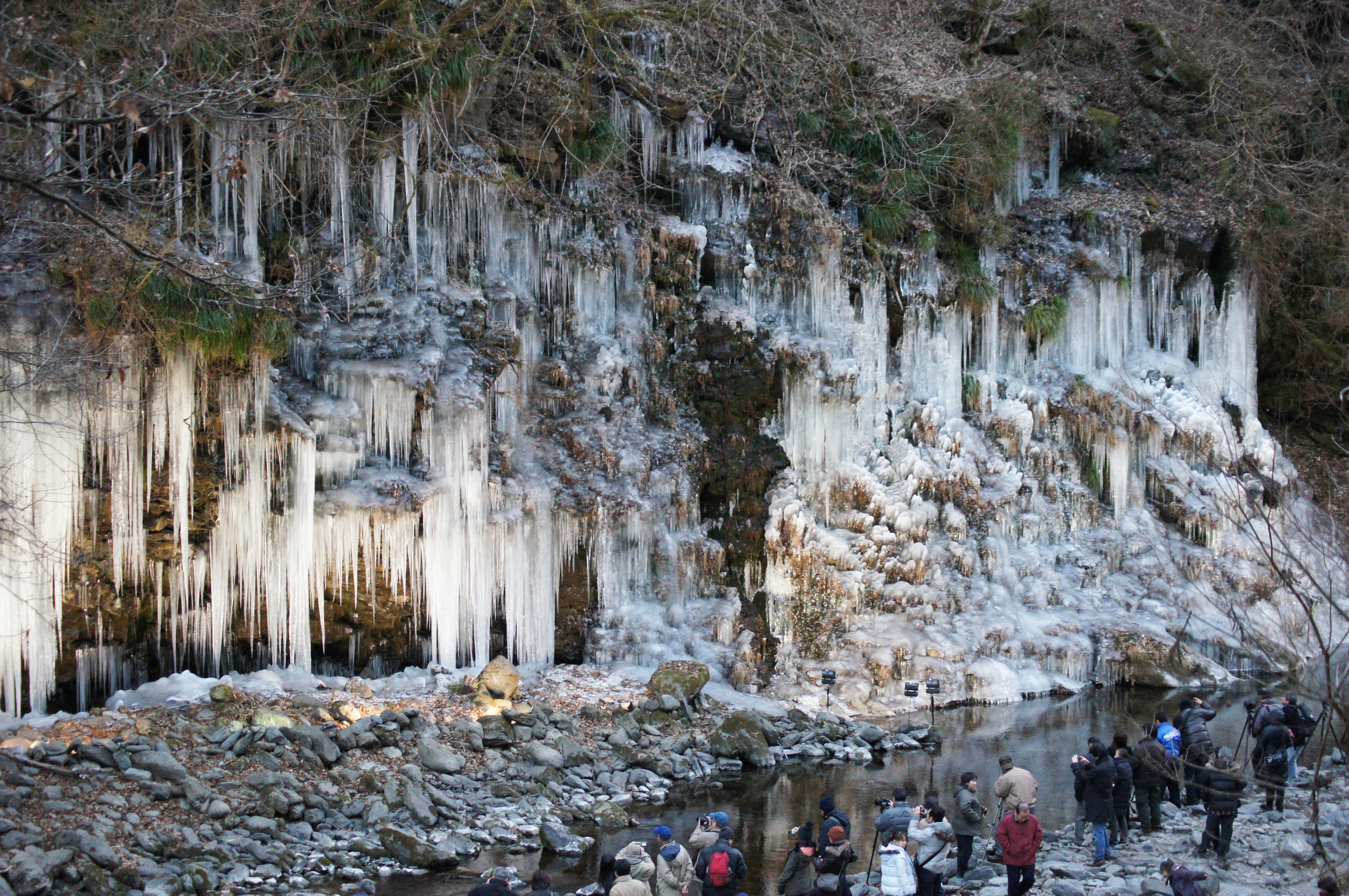 三十槌の氷柱と宝登山蝋梅バスツアー 四季の旅