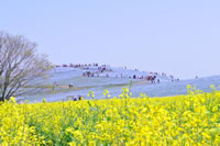 ひたち海浜公園・ネモフィラの花々（イメージ）