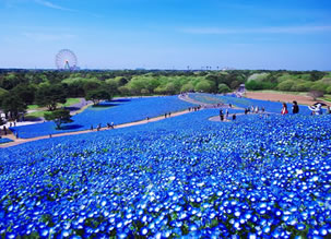 海浜 公園 ひたち