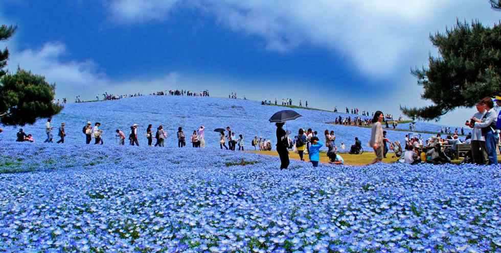 ひたち海浜公園ネモフィラツアーの画像