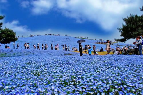 青の絨毯 年のネモフィラバスツアー ひたち海浜公園の日帰りツアー