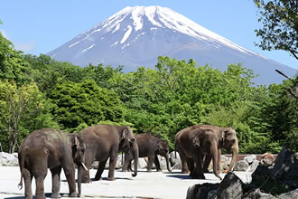 富士サファリパークととうもろこし畑の巨大迷路おすすめポイント