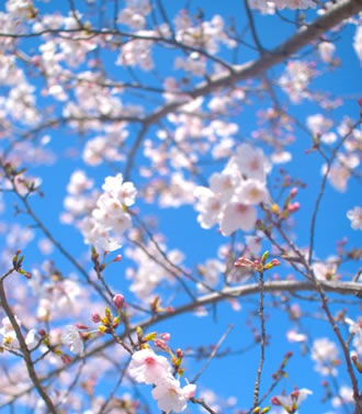 都内の桜名所めぐりバスツアーのおすすめポイント詳細
