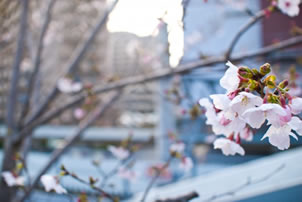 都内の桜名所めぐりバスツアーのイメージ