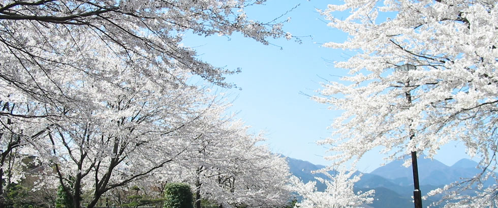 桜山公園お花見といちご狩りバスツアー