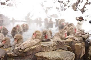 Snow monkey Bus Tour