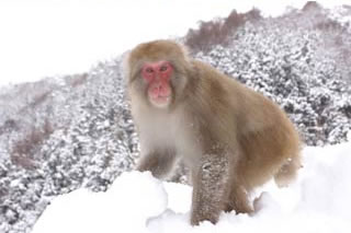 Snow monkey Bus Tour