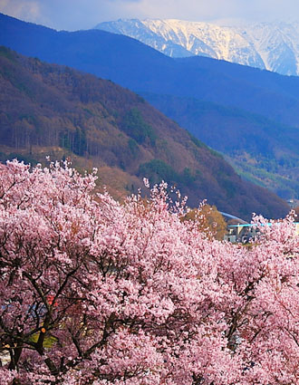 高遠桜＆高田城桜！桜の名所4ケ所巡り＆カニ食べ放題＆温泉でゆっくり1泊2日の旅