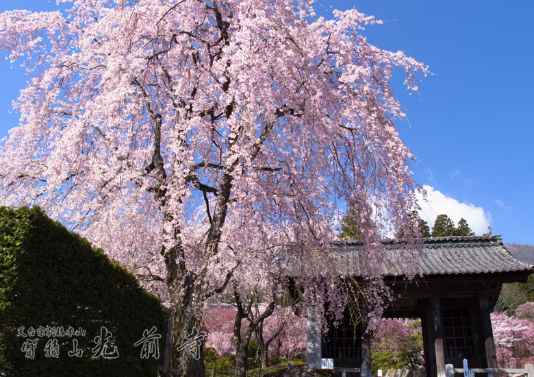 高遠のコヒガン桜ツアー