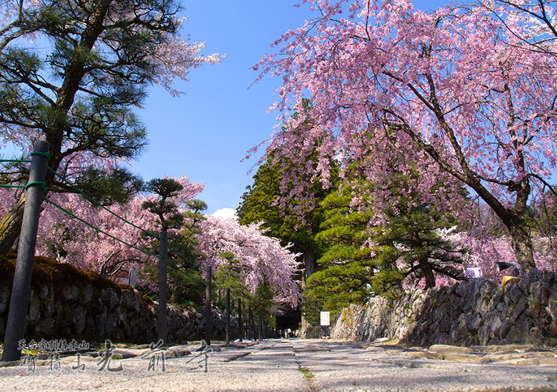 高遠のコヒガン桜ツアー