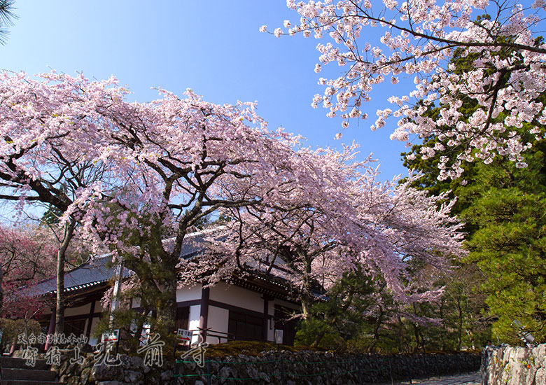 高遠のコヒガン桜ツアー