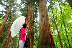 戸隠神社五社めぐりバスツアーのイメージ