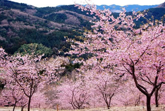 真壁のひなまつりと梅や河津桜 縁結びの筑波山神社参拝バスツアーのおすすめポイント詳細