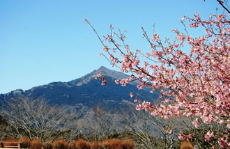 真壁のひなまつりと梅や河津桜 縁結びの筑波山神社参拝バスツアーのおすすめポイント詳細