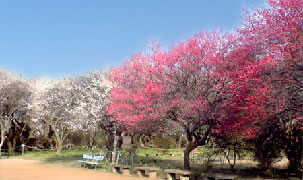 筑波山梅まつりとうめでら&筑波山神社・健田須賀神社参拝バスツアーのイメージ