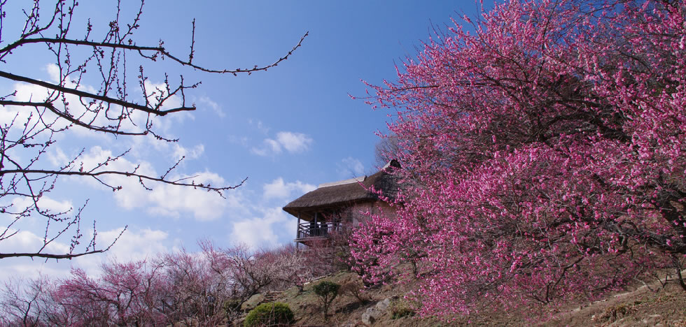 筑波山梅まつりとうめでら&筑波山神社・健田須賀神社参拝バスツアー