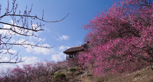 筑波山梅まつりとうめでら&筑波山神社・健田須賀神社参拝バスツアー