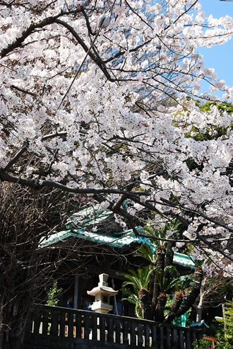 よこすかスプリングフェスタ &走水神社参拝のおすすめポイント