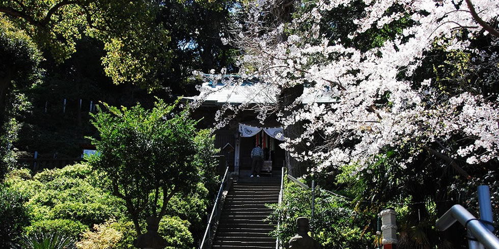 東京・新宿発　よこすかスプリングフェスタ &走水神社参拝　春の女子旅・お花見バスツアー