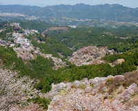 吉野山 （イメージ1）