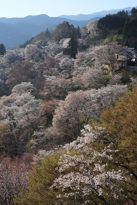 吉野山の千本桜と京都ぶらり散策バスツアーのおすすめポイント詳細