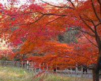 養老渓谷（イメージ）