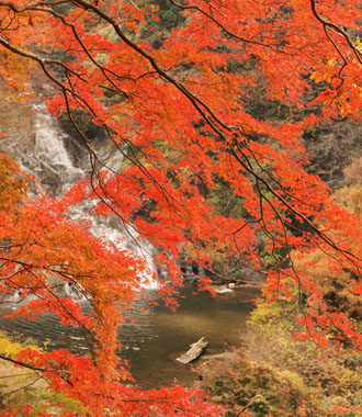 養老渓谷の紅葉バスツアーのおすすめポイント詳細