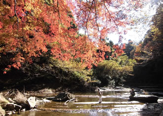 養老渓谷の紅葉バスツアーのおすすめポイント詳細