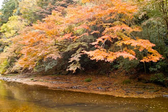 養老渓谷の紅葉バスツアーのおすすめポイント