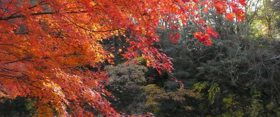 養老渓谷の紅葉バスツアー