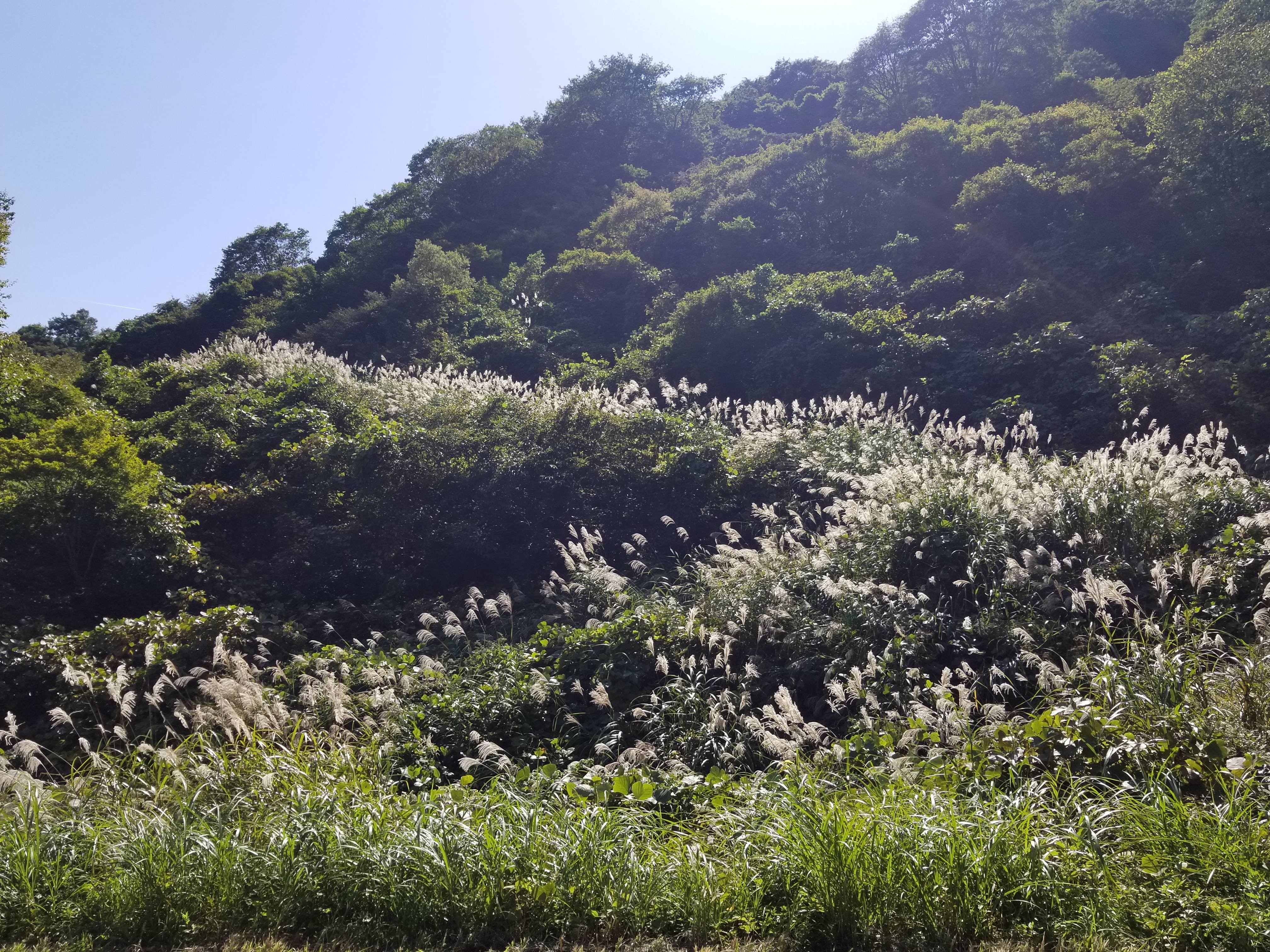 大峯百番観音巡礼路ハイキングバスツアー【西国三十三観音前半ススキコース】のおすすめポイント