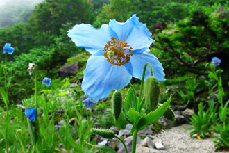 絶景!鏡のような世界 清津峡と雲の上の花畑バスツアーのおすすめポイント詳細2