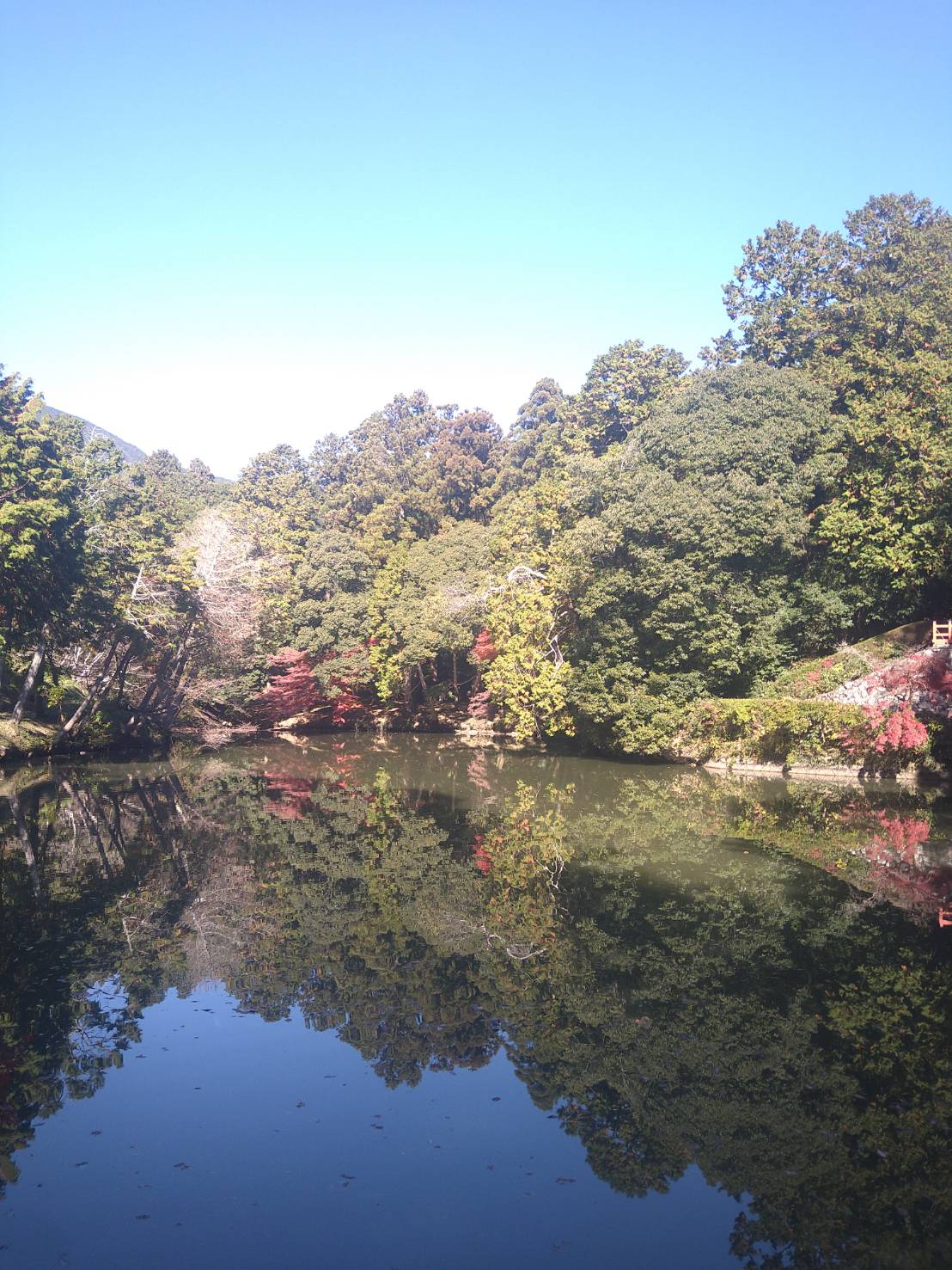高鴨神社　宮池