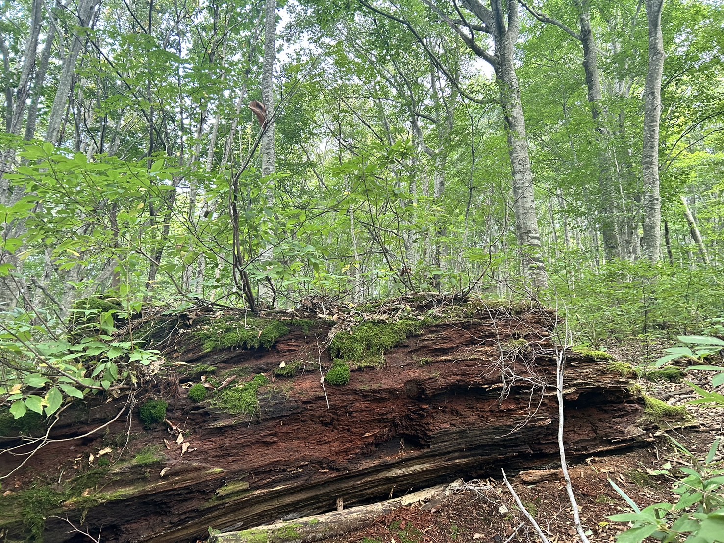 白神山地の倒木