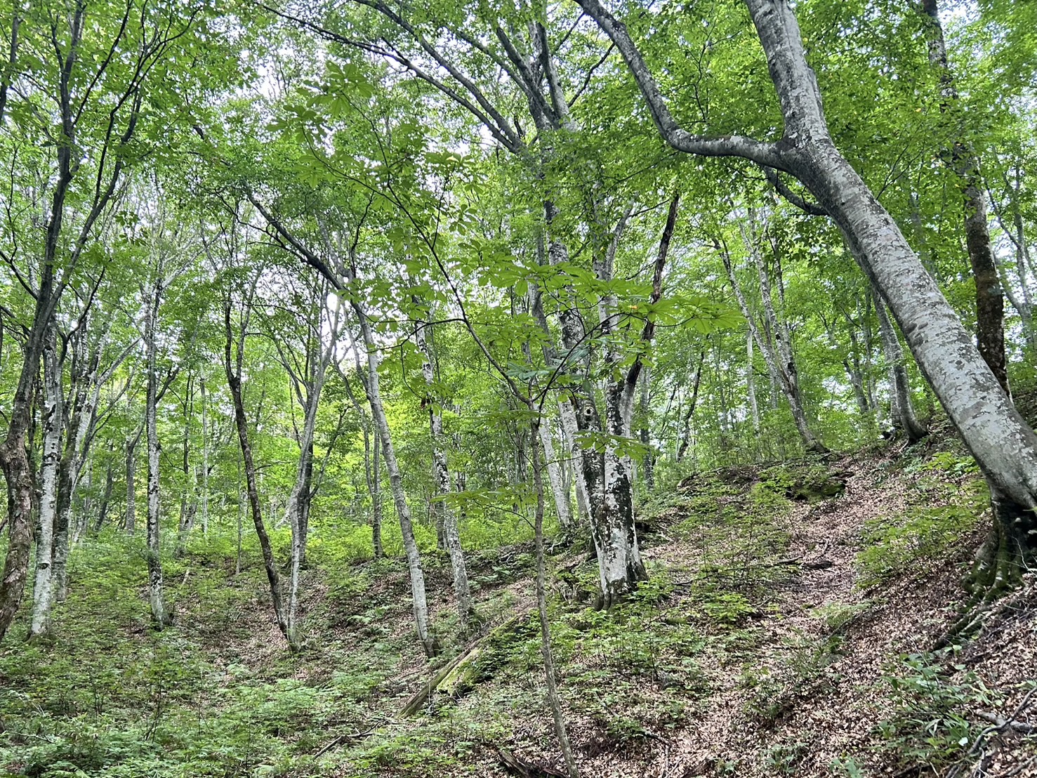 白神山地のブナ林