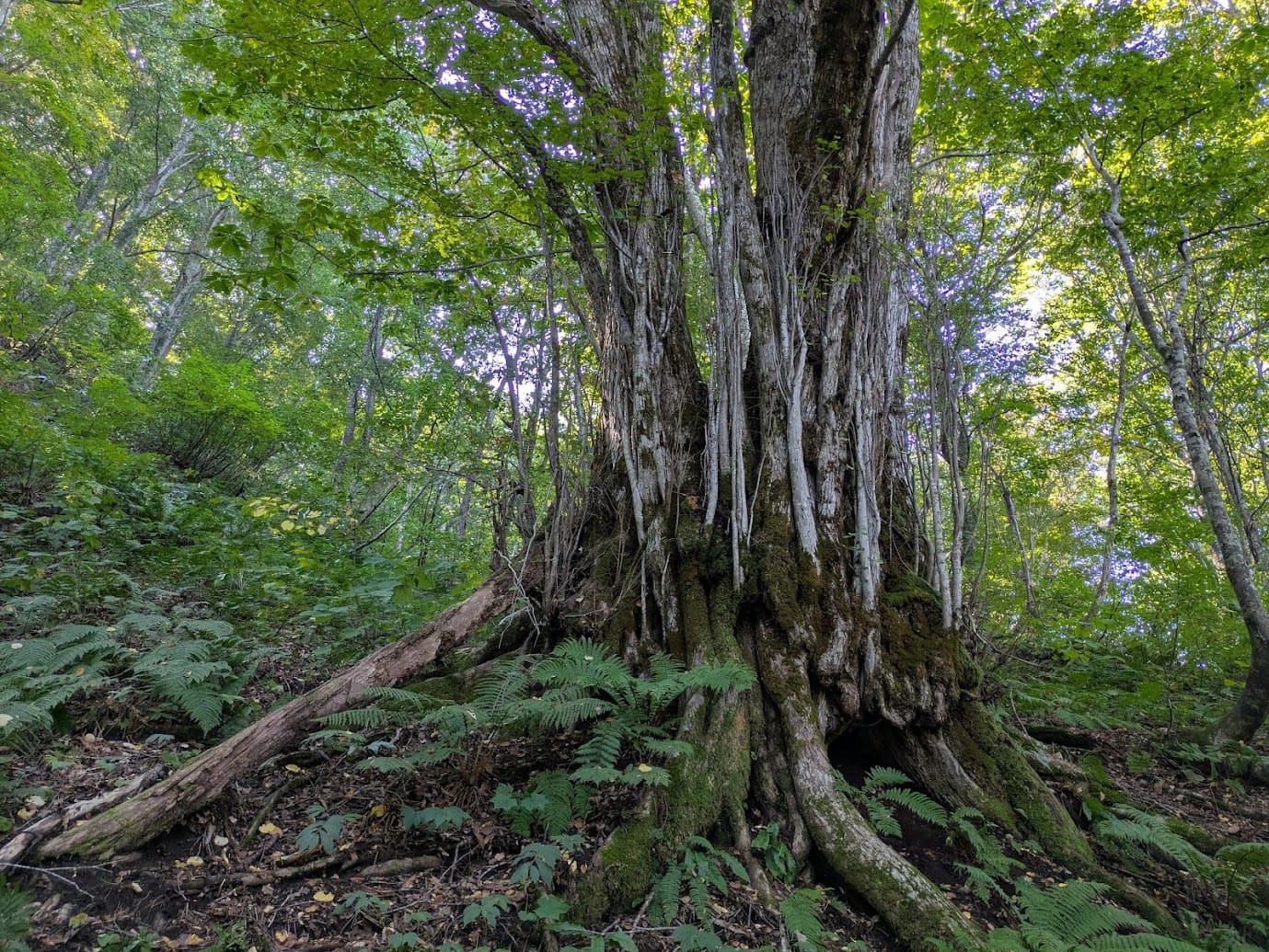 白神山地ではさまざまな木に出会います