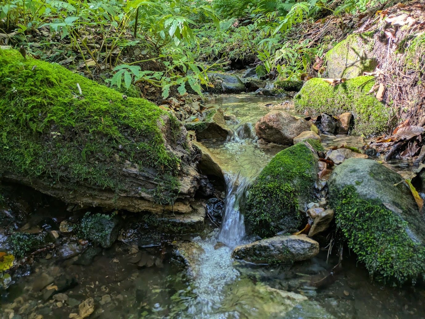 ブナの林を流れる水