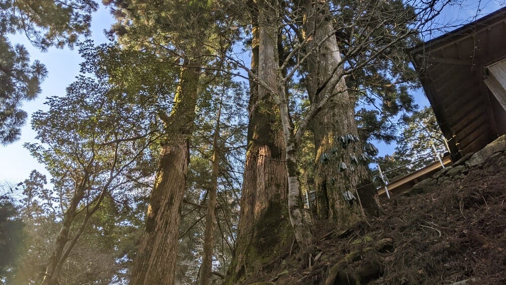 玉置神社の巨木群