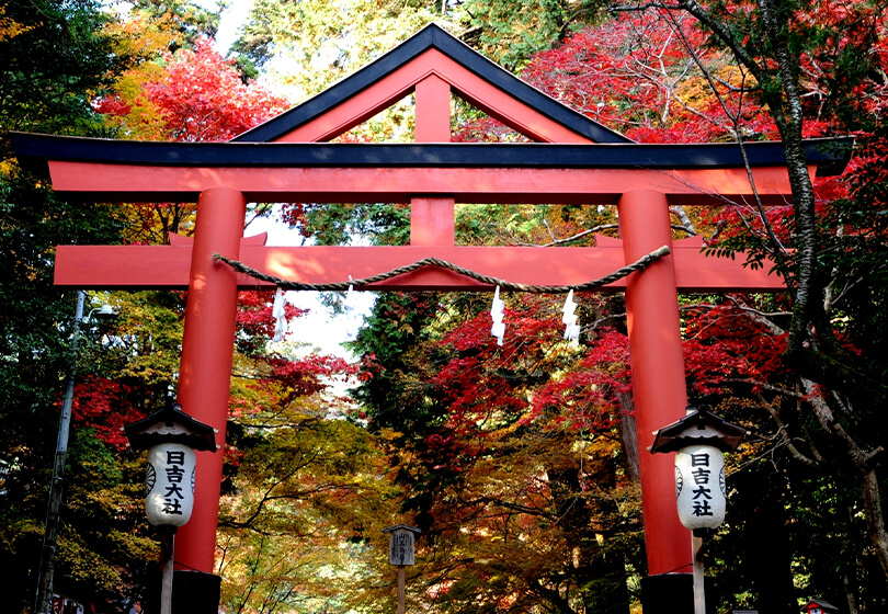 日吉大社　紅葉