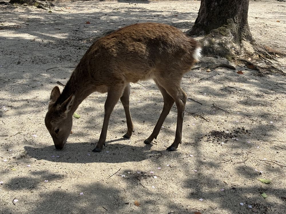 宮島の鹿ちゃん