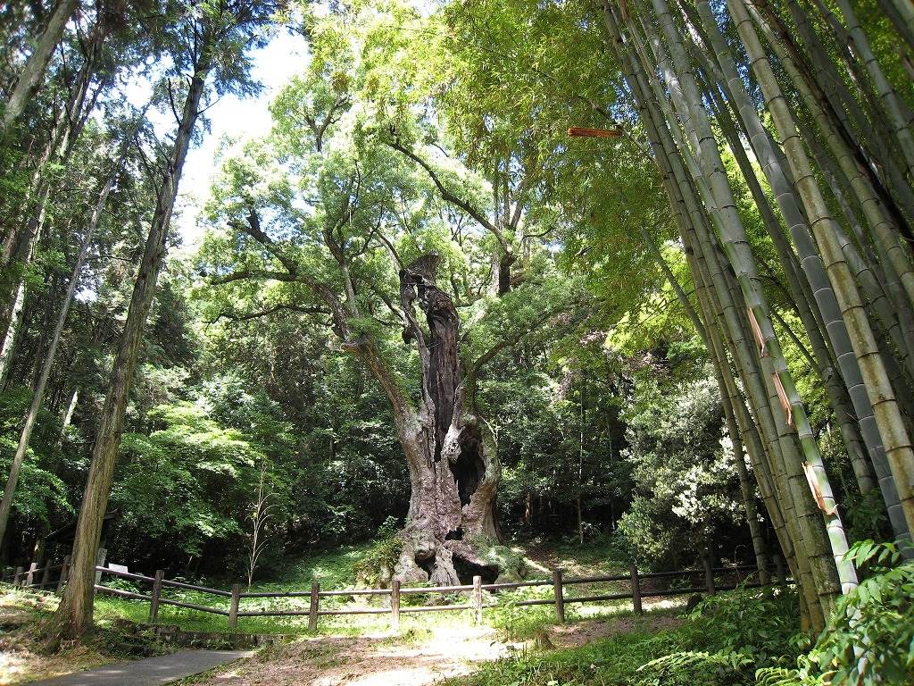 武雄神社 大楠