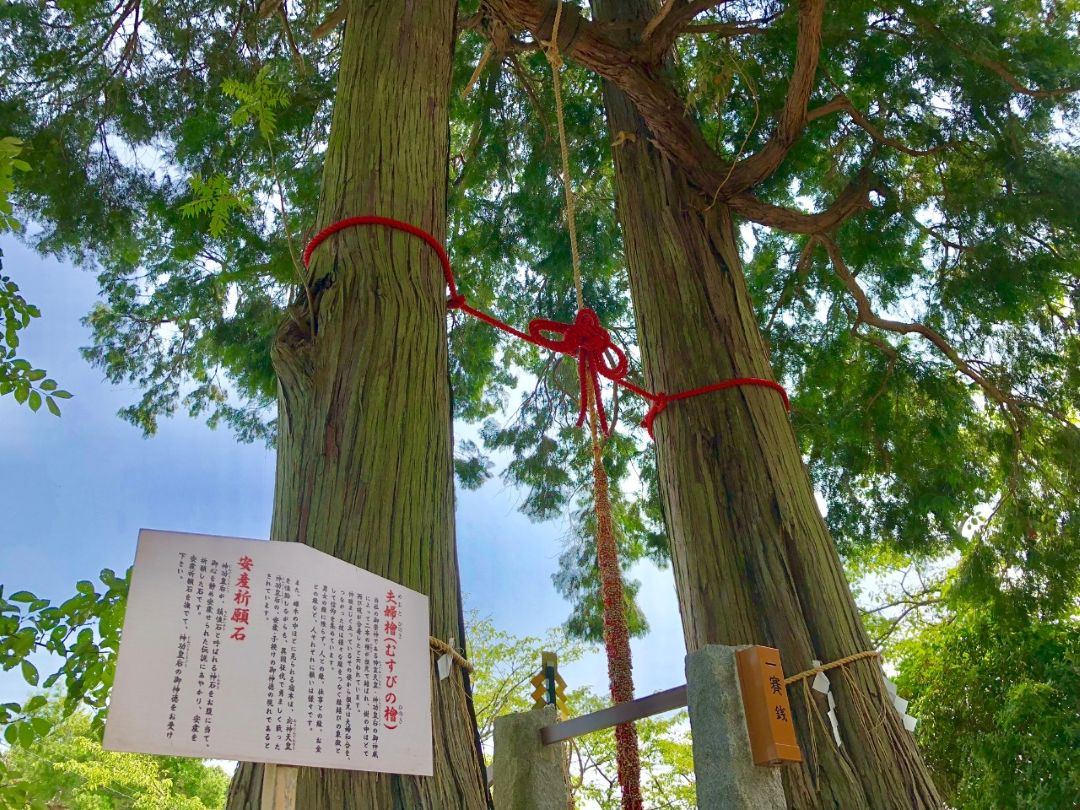 武雄神社 夫婦檜