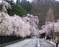 角館の桜(イメージ)