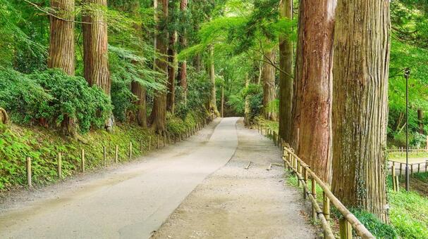 大曲花火（イメージ）