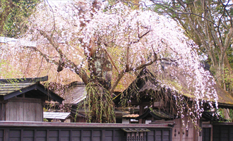 大曲花火　春の章　角館の桜と平泉中尊寺 バスツアーのおすすめポイント詳細