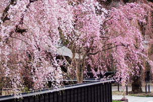 大曲花火　春の章　角館の桜と平泉中尊寺 バスツアーのイメージ